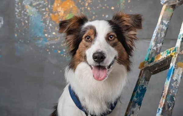 华力网 狗子乱咬衣服咋办？三招让它更粘你！