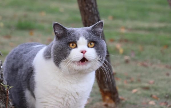 牛融网 英短猫偷心日常：蓝眼睛治愈你，却藏着健康秘密