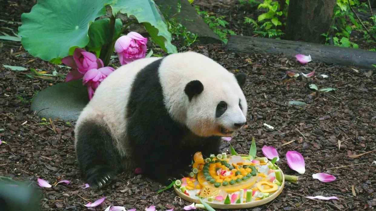 老钱庄 有一种治愈叫看大熊猫睡觉？