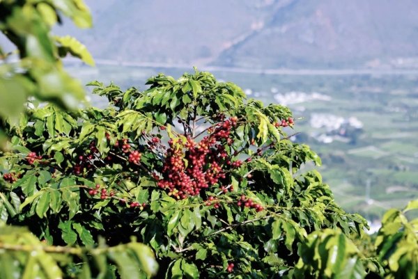 富隆咨询 从朱苦拉、上海到纽约：中国咖啡的百年潮涌｜咖啡观察①